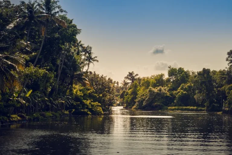 Tranquil river flowing through lush tropical forest in Kottayam, Kerala, India, showcasing nature's serenity.
