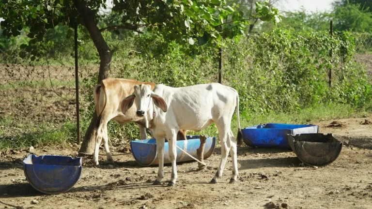 ക്ഷീരകർഷകൻ പശുക്കളോടൊപ്പം - മിൽമ