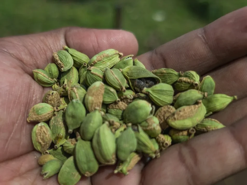 ഏലക്കായ് - കേരള സുഗന്ധവ്യഞ്ജന കൃഷി