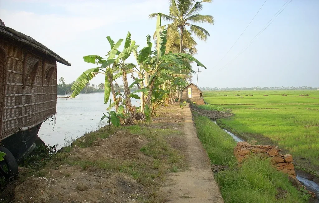 കുട്ടനാട്ടിലെ നെൽവയലുകളും കായലും