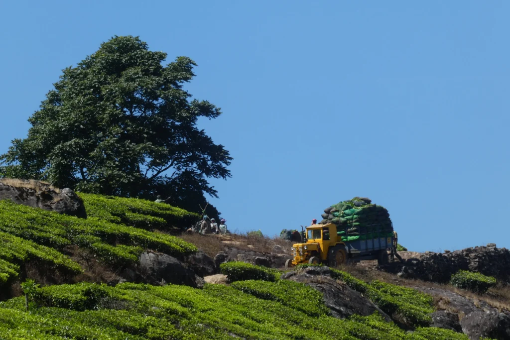 മൂന്നാറിലെ മനോഹരമായ തേയിലത്തോട്ടങ്ങളിൽ കൊളുന്ത് നുള്ളുന്ന തോട്ടം തൊഴിലാളികൾ