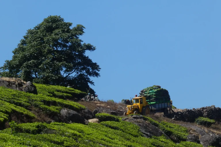 മൂന്നാറിലെ മനോഹരമായ തേയിലത്തോട്ടങ്ങളിൽ കൊളുന്ത് നുള്ളുന്ന തോട്ടം തൊഴിലാളികൾ