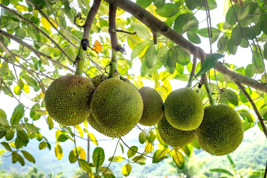 Tropical breadfruit hanging on a tree in a lush green landscape.